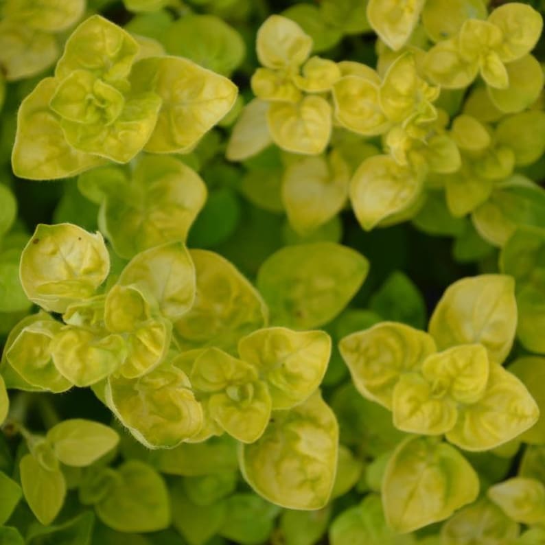 May include: Close-up of a patch of green and yellow oregano leaves. The leaves are small and have a slightly pointed shape.