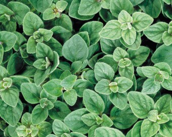 AgoraMarket Certified Organic Greek Mountain Oregano - Grated Leaves ORiganum Vulgare