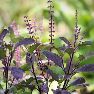 Op de afbeelding: Een levendige paarse basilicumplant met donkere, gekartelde bladeren en lange, slanke stengels bekroond met kleine, delicate paarse bloemaren. De plant vertoont diepe violette tinten in zowel het gebladerte als de stengels.