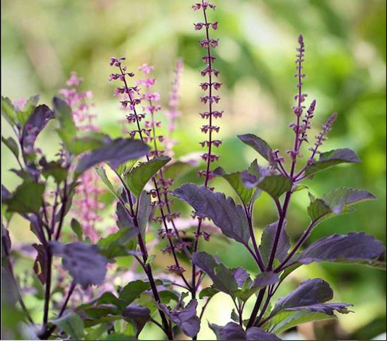 Op de afbeelding: Een levendige paarse basilicumplant met donkere, gekartelde bladeren en lange, slanke stengels bekroond met kleine, delicate paarse bloemaren. De plant vertoont diepe violette tinten in zowel het gebladerte als de stengels.