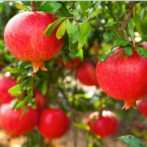 Hardy Russian Pomegranate plant