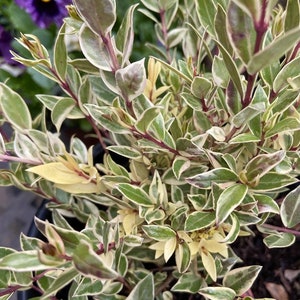 May include: Close-up of a variegated plant with green and white leaves, and reddish stems. The leaves have a creamy white border. The plant is in a dark pot, with a purple flower in the background.