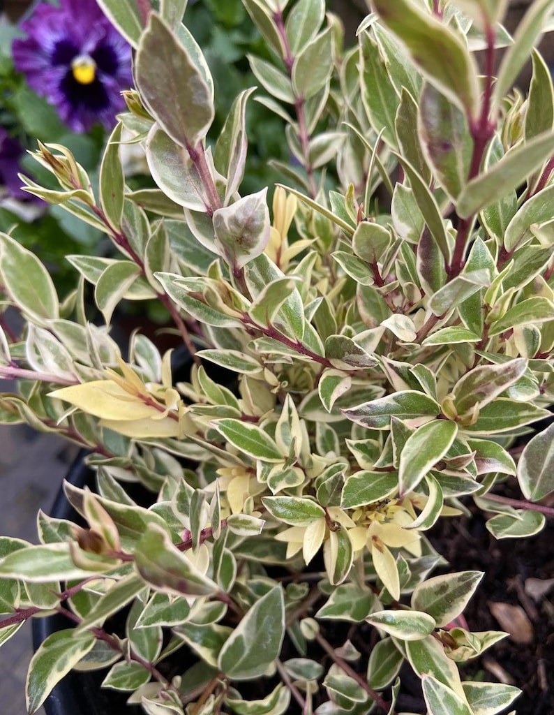 May include: Close-up of a variegated plant with green and white leaves, and reddish stems. The leaves have a creamy white border. The plant is in a dark pot, with a purple flower in the background.