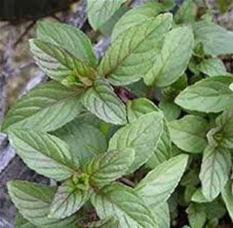 Chocolate Mint Plant organic Etsy