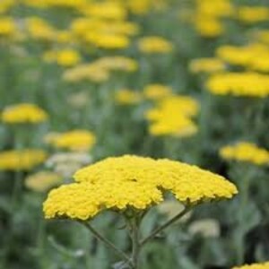 Yellow Yarrow image 8