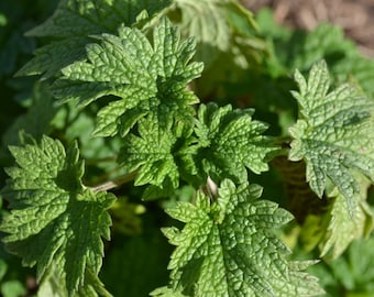 Motherwort Plant (organic)