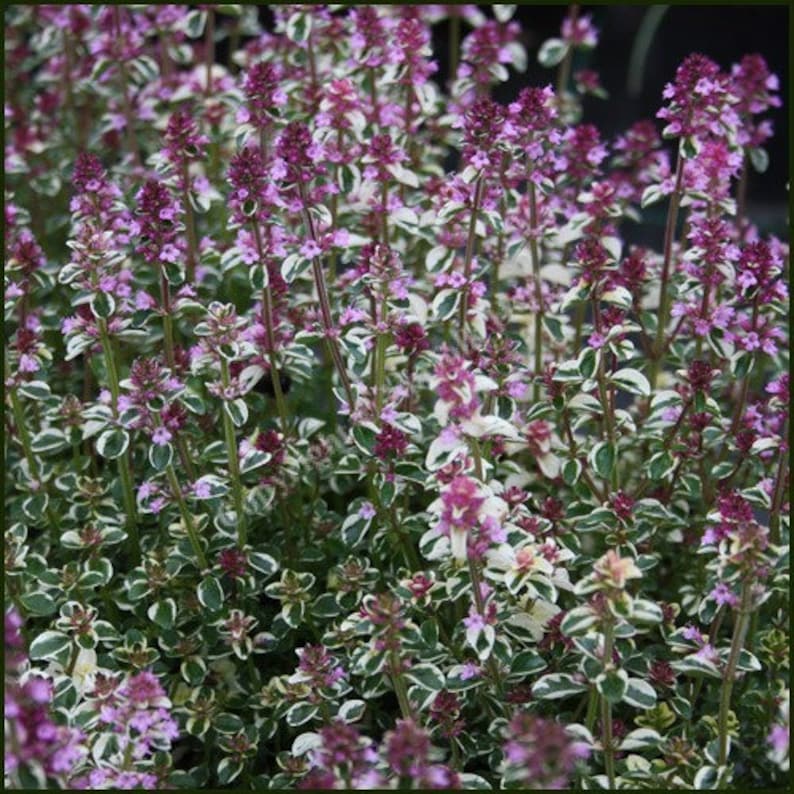 broadleaf thyme recipes jerk broadleaf thyme recipes jerk