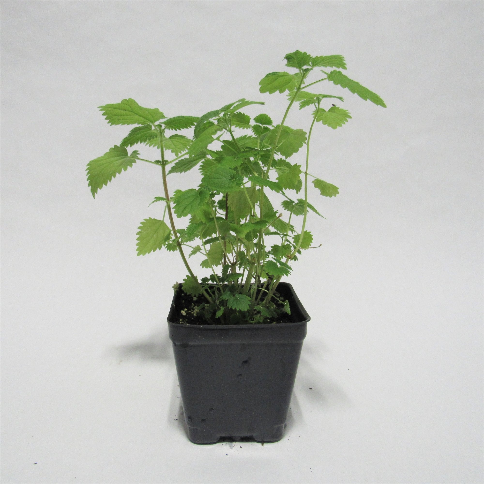 Stinging Nettles Plant (live plant)