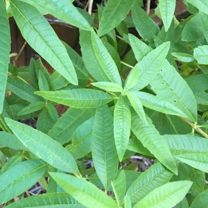 Lemon Verbena Plant (organic)