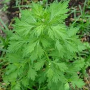 Mugwort (Artemisia vulgaris)