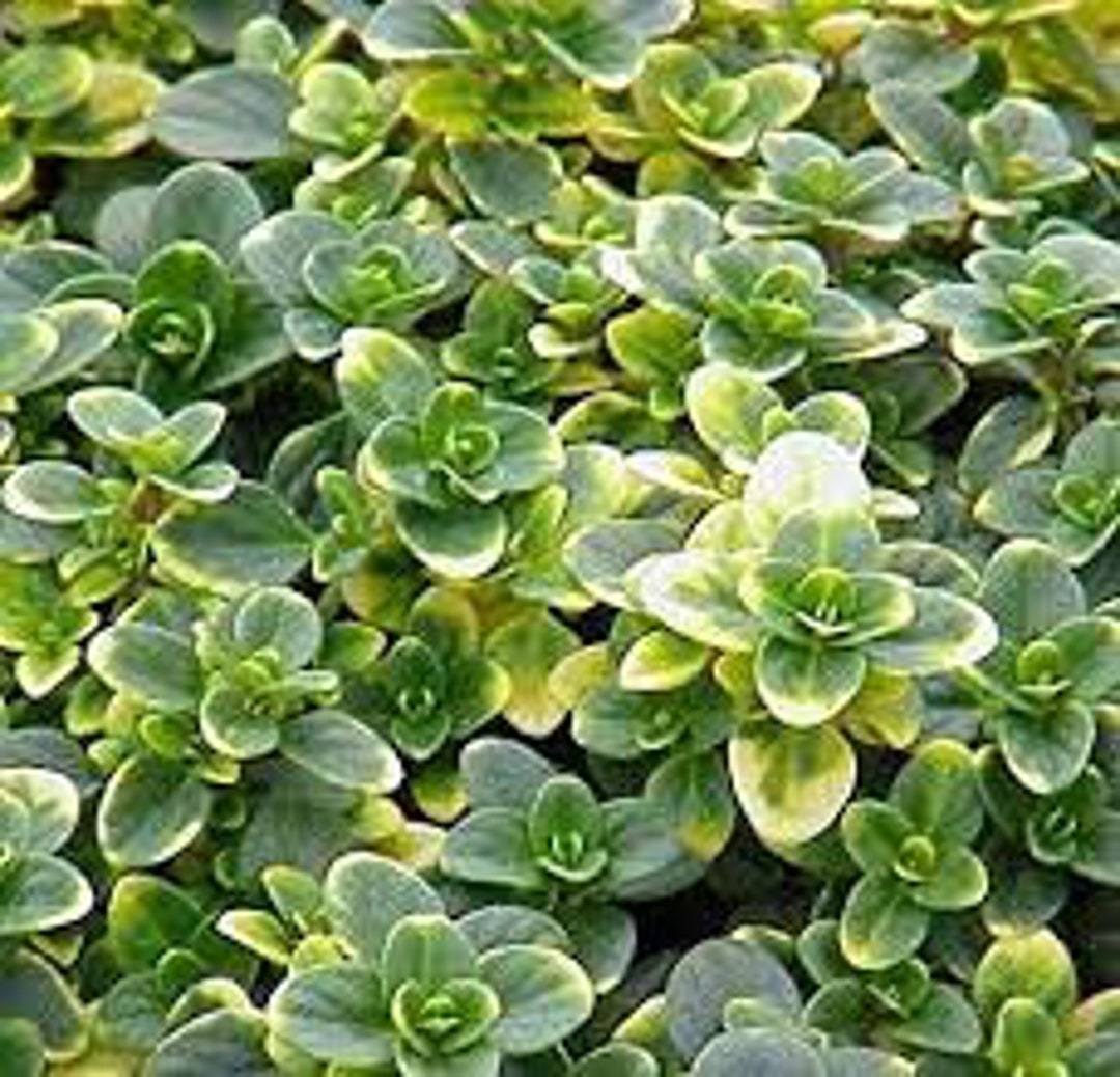 Doone Valley Lemon Thyme Etsy