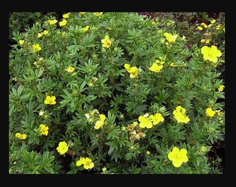 Cinquefoil plant (naturally grown) five finger grass