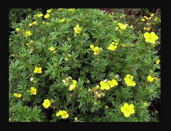 Cinquefoil plant (naturally grown) five finger grass