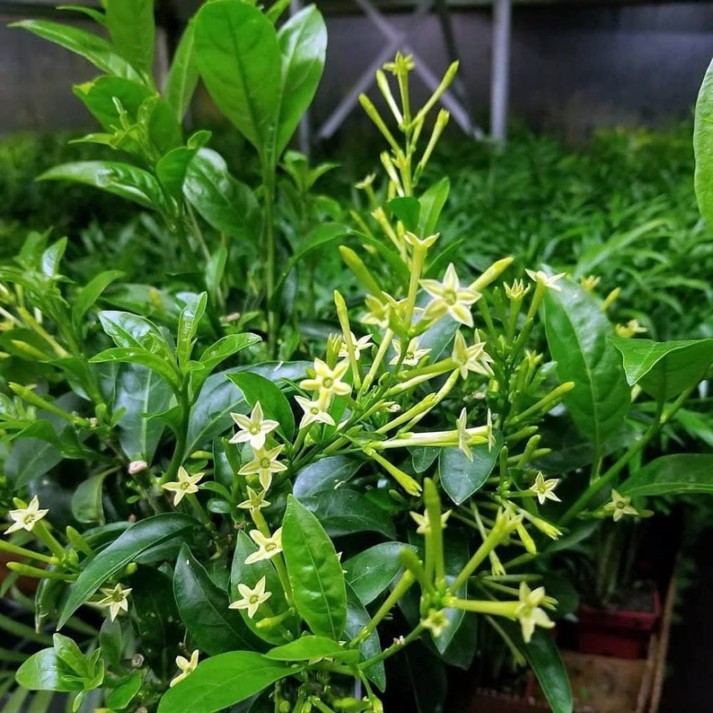 Organic Night blooming Jasmine cestrum Nocturnum Plant grown in 4 inch pot image 2