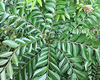May include: Close-up of a curry leaf plant with vibrant green leaves. The leaves are oval-shaped and arranged along slender stems. The plant has a lush, full appearance, with multiple branches and leaves visible.