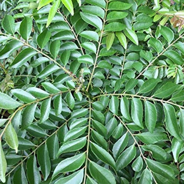 Curry Leaf Tree (Sweet Neem) live plant