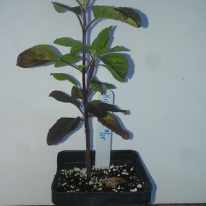 Op de afbeelding: Een jonge plant met donkerpaarse stengels en groene bladeren met paarse onderkanten, geplant in een zwarte vierkante plastic pot. Een wit plantenlabel steekt in de aarde met de handgeschreven blauwe tekst "Krishna 8/15".