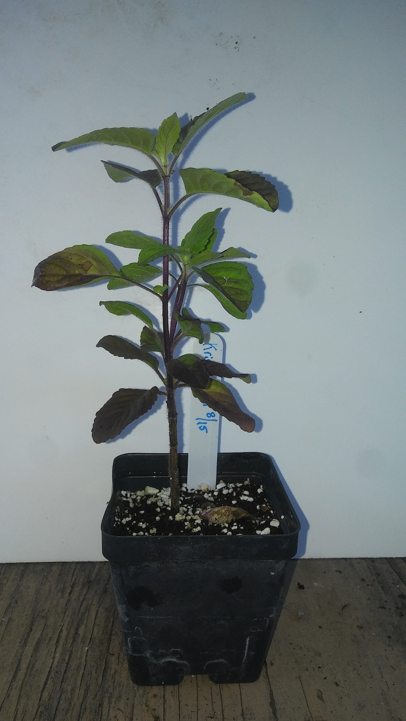 Op de afbeelding: Een jonge plant met donkerpaarse stengels en groene bladeren met paarse onderkanten, geplant in een zwarte vierkante plastic pot. Een wit plantenlabel steekt in de aarde met de handgeschreven blauwe tekst "Krishna 8/15".