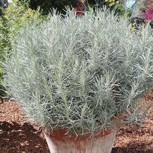 Curry Plant, Helichrysum (Italicum) angustifolium