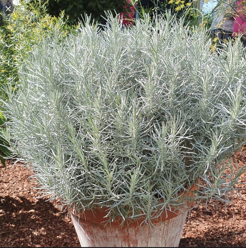 Curry Plant, Helichrysum Italicum image 1