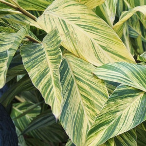 May include: Close-up of a plant with large, variegated leaves. The leaves are a mix of green and yellow, with a striped pattern.