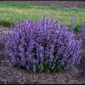 May include: A large bush of purple catnip flowers in bloom. The flowers are densely packed together, creating a vibrant purple mass.