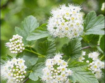 Meadowsweet Plant  Filipendula ulmaria  plant