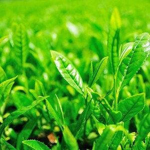 Pode incluir: Close-up de vibrantes folhas de ch&aacute; verde, mostrando suas superf&iacute;cies frescas e texturizadas. A imagem destaca a cor verde exuberante e as veias detalhadas das folhas, sugerindo uma planta&ccedil;&atilde;o de ch&aacute; ou produtos de ch&aacute; de alta qualidade.