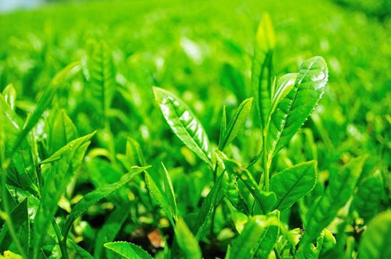 Pode incluir: Close-up de vibrantes folhas de ch&aacute; verde, mostrando suas superf&iacute;cies frescas e texturizadas. A imagem destaca a cor verde exuberante e as veias detalhadas das folhas, sugerindo uma planta&ccedil;&atilde;o de ch&aacute; ou produtos de ch&aacute; de alta qualidade.