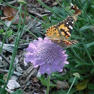 Scabiosa Butterfly Blue Plant, Pin cushion plant, Naturally grown. image 2