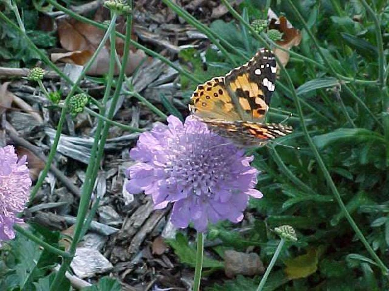 Scabiosa Butterfly Blue Plant, Pin cushion plant, Naturally grown. image 2