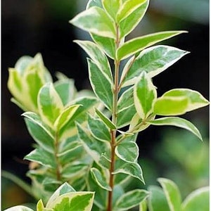 May include: Close-up of a plant stem with green and yellow variegated leaves. The leaves have a pointed shape and are arranged along a brown stem. The background is blurred, highlighting the plant's details.