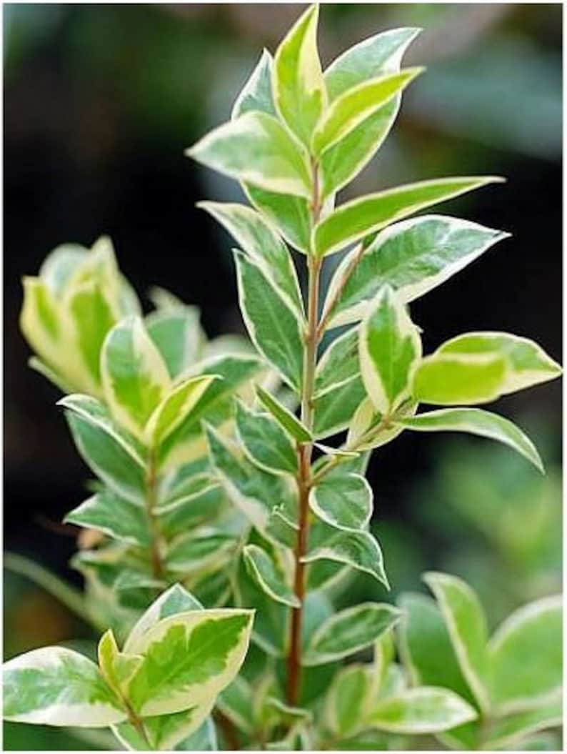 May include: Close-up of a plant stem with green and yellow variegated leaves. The leaves have a pointed shape and are arranged along a brown stem. The background is blurred, highlighting the plant's details.