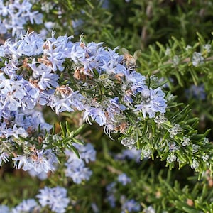 Creeping Rosemary