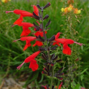 Red Hummingbird Sage, Red Salvia, Scarlet sage, Lady in Red (live plant)