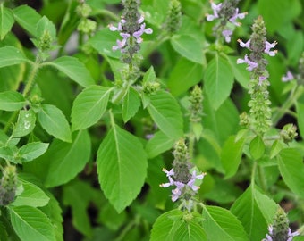 Tulsi (Holy Basil) Kapoor