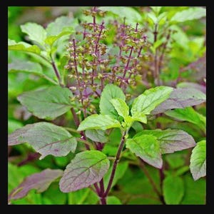 Op de afbeelding: Een heilige basilicumplant met levendig groene bladeren met paars getinte randen en stengels. De plant vertoont lange, slanke bloeiaren met kleine, gegroepeerde paarse knoppen die vanuit het midden van het blad omhoog groeien.