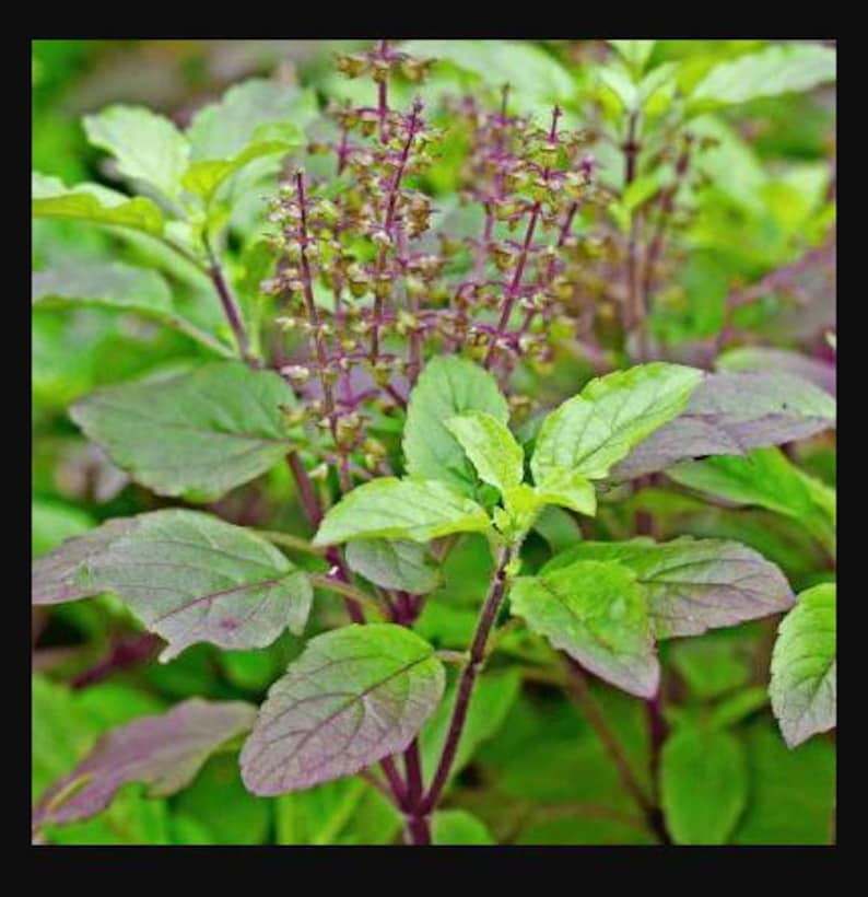 Op de afbeelding: Een heilige basilicumplant met levendig groene bladeren met paars getinte randen en stengels. De plant vertoont lange, slanke bloeiaren met kleine, gegroepeerde paarse knoppen die vanuit het midden van het blad omhoog groeien.