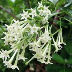 Organic Night blooming Jasmine cestrum Nocturnum Plant grown in 4 inch pot image 1