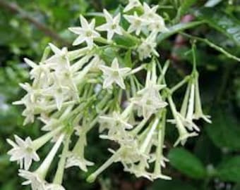 Organic Night Blooming Jasmine cestrum Nocturnum Plant Grown in 4
