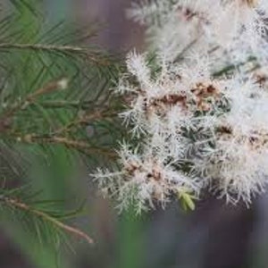 Tea Tree Melaleuca alternifolia Plant image 3