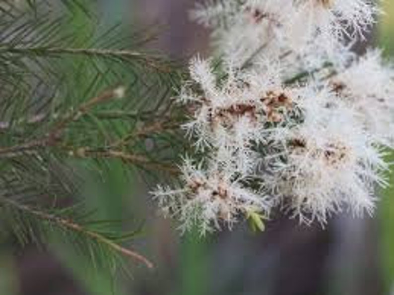 Tea Tree Melaleuca alternifolia Plant image 3