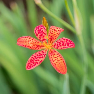 Blackberry Lilly, Leopard Lilly, Plants (live Plants)