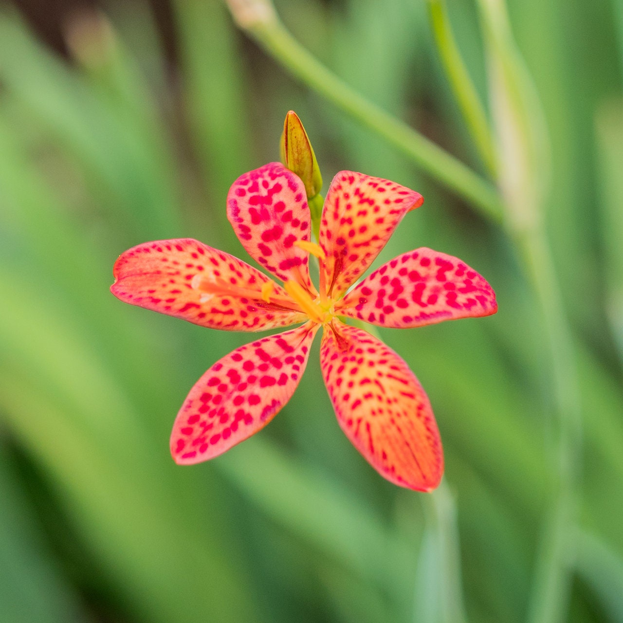Blackberry Lilly, Leopard Lilly, Plants (live Plants)