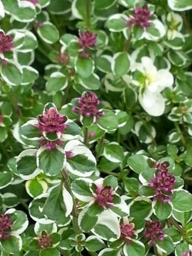 broadleaf thyme recipes jerk broadleaf thyme recipes jerk