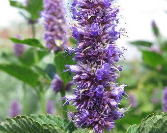 Anise Hyssop Plant (organic)