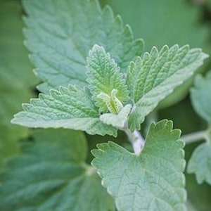 Catnip plants (organic)