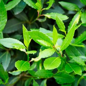 May include: Close-up of vibrant green bay laurel leaves. The leaves are various shapes and sizes, with a glossy texture. The image is well-lit, highlighting the bright green color of the leaves. The background is a darker shade of green, creating contrast.