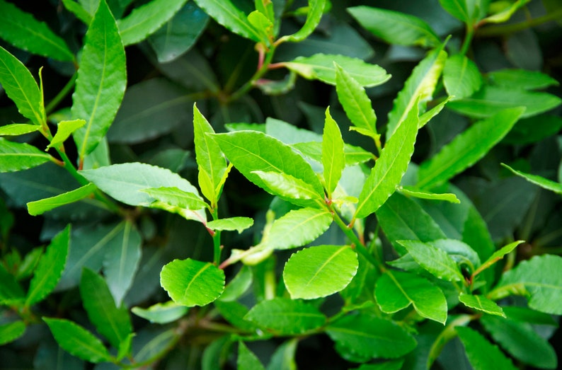May include: Close-up of vibrant green bay laurel leaves. The leaves are various shapes and sizes, with a glossy texture. The image is well-lit, highlighting the bright green color of the leaves. The background is a darker shade of green, creating contrast.