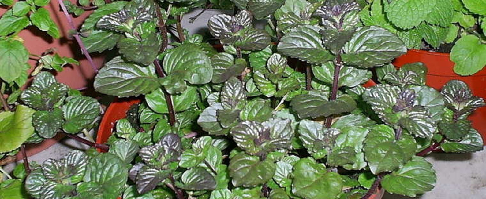 Berries and Cream Mint Plant live Etsy